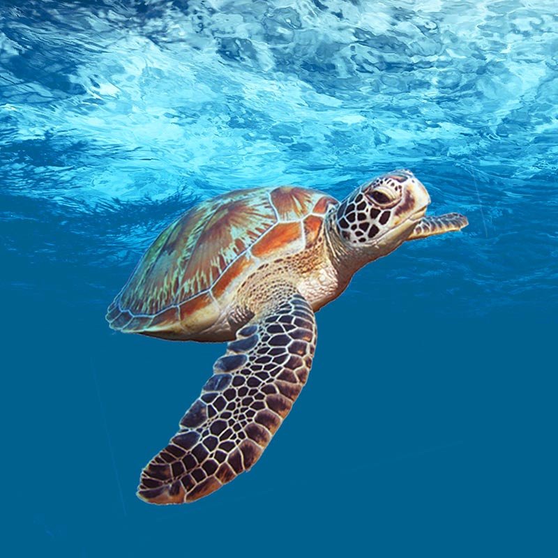 Activités Gîtes L'Ilot Palmiers Guadeloupe