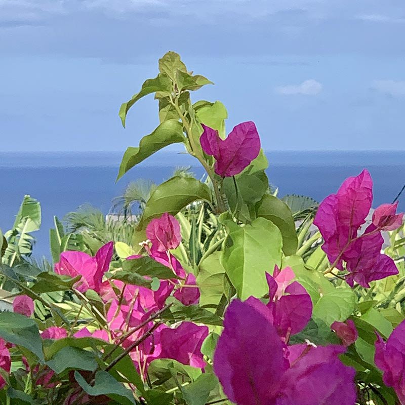 Jardins de L'Ilot Palmiers Guadeloupe