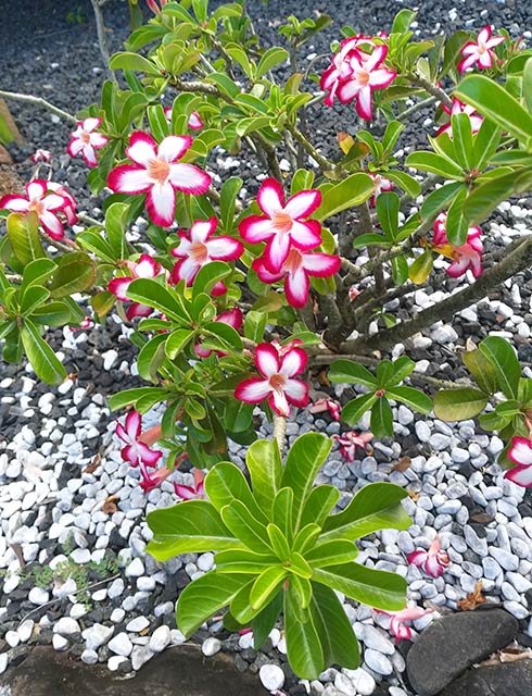 Andenium obesum - Jardin du désert