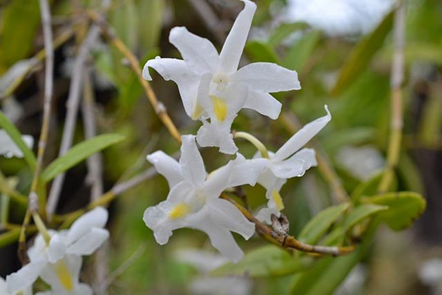 Orchidée Colombe - Palmeraie