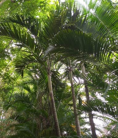 Palmier de Manille - Palmeraie
