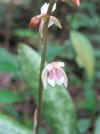 Oeceoclades maculata - Palmeraie