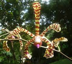 Orchidée araignée - Palmeraie