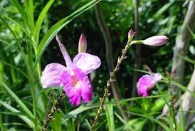 Orchidée Bambou- Palmeraie