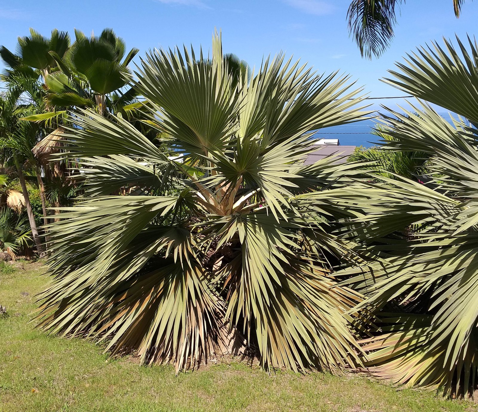 Palmier de Bismarck - Palmeraie