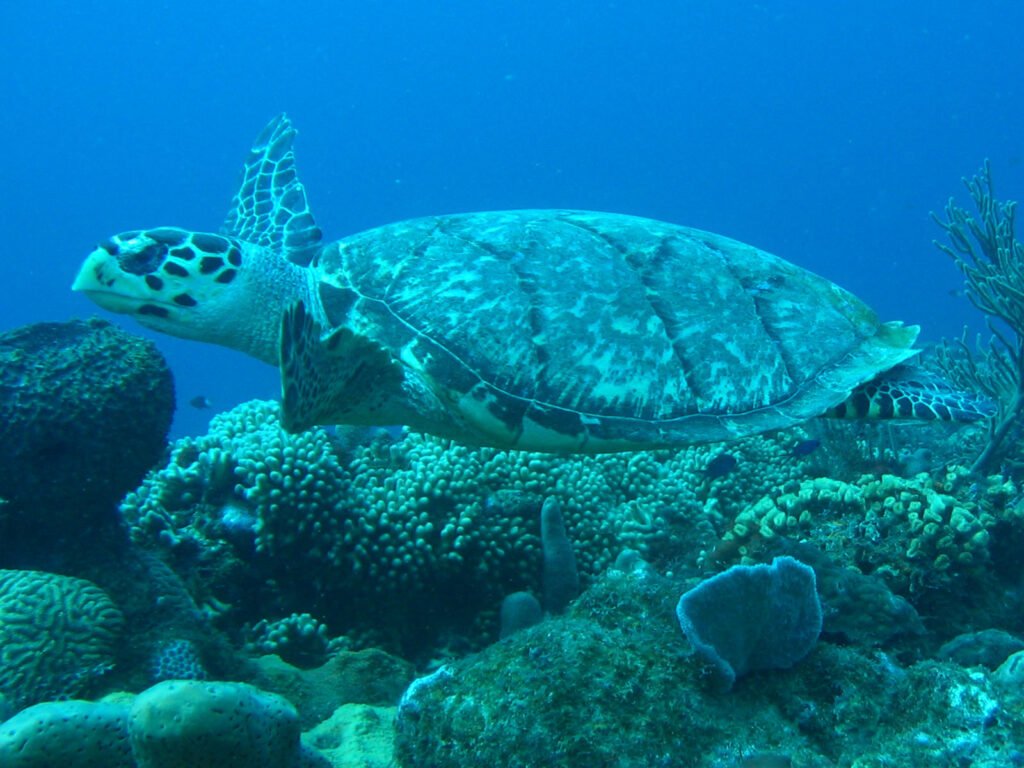 Tortue marine