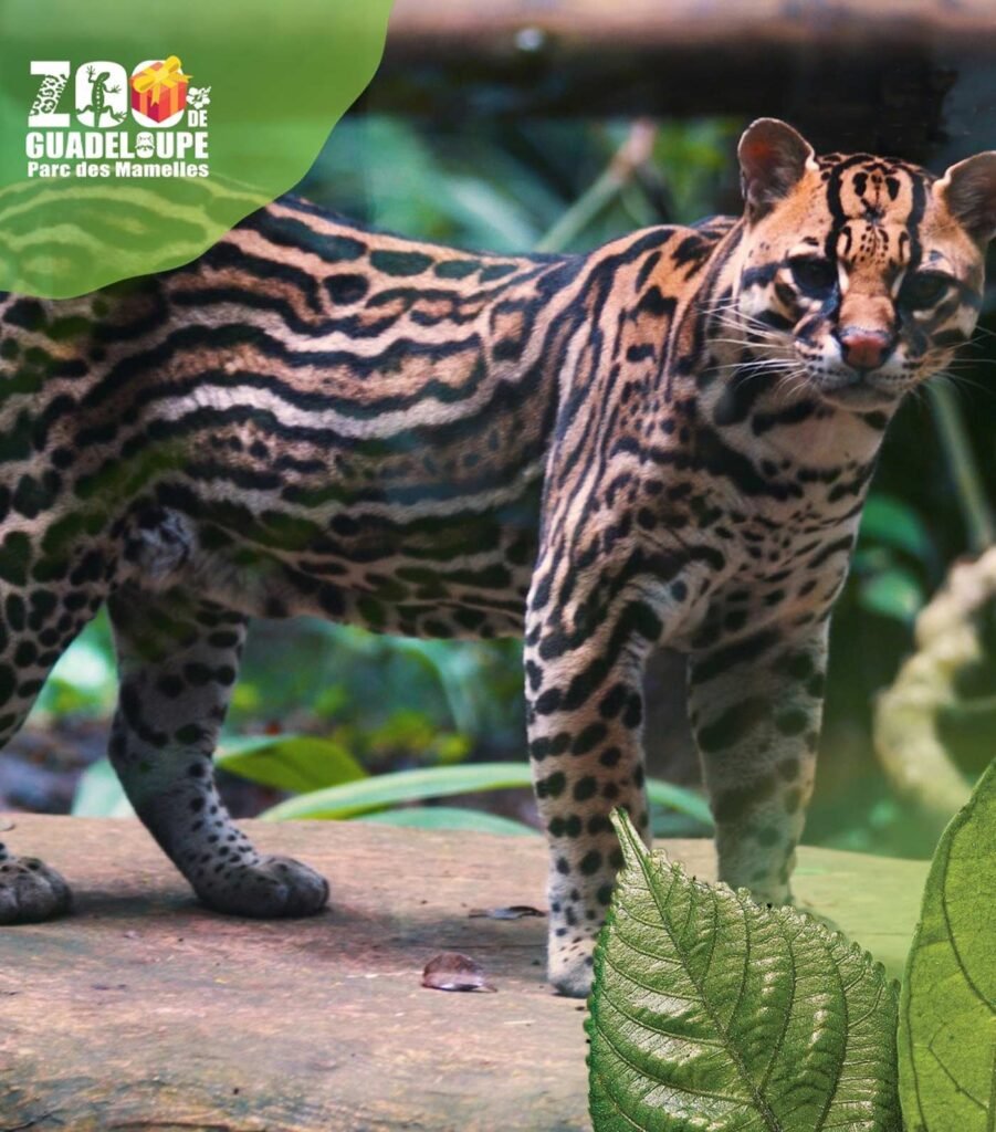 Zoo de Guadeloupe