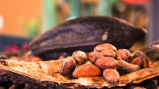 Cacao de Pointe-Noire